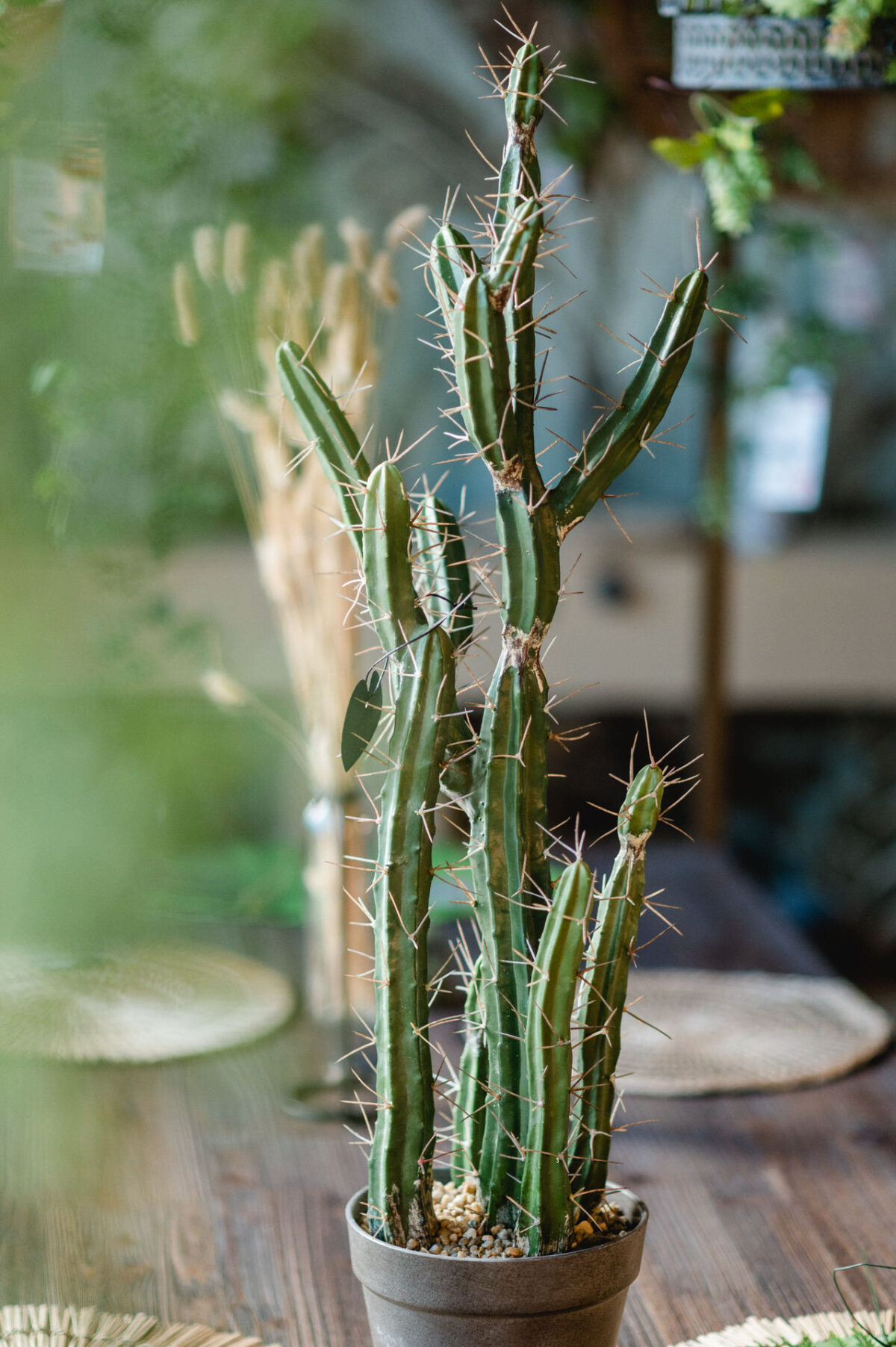 Christian Lorenz Fotograf Ein großer, grüner Kaktus mit mehreren aufrechten Stielen und scharfen Stacheln wächst in einem kleinen grauen Topf auf einem Holztisch, mit verschwommenen Pflanzen und Dekor im Hintergrund. Christian Lorenz Fotograf Ein großer, grüner Kaktus mit mehreren aufrechten Stielen und scharfen Stacheln wächst in einem kleinen grauen Topf auf einem Holztisch, mit verschwommenen Pflanzen und Dekor im Hintergrund.