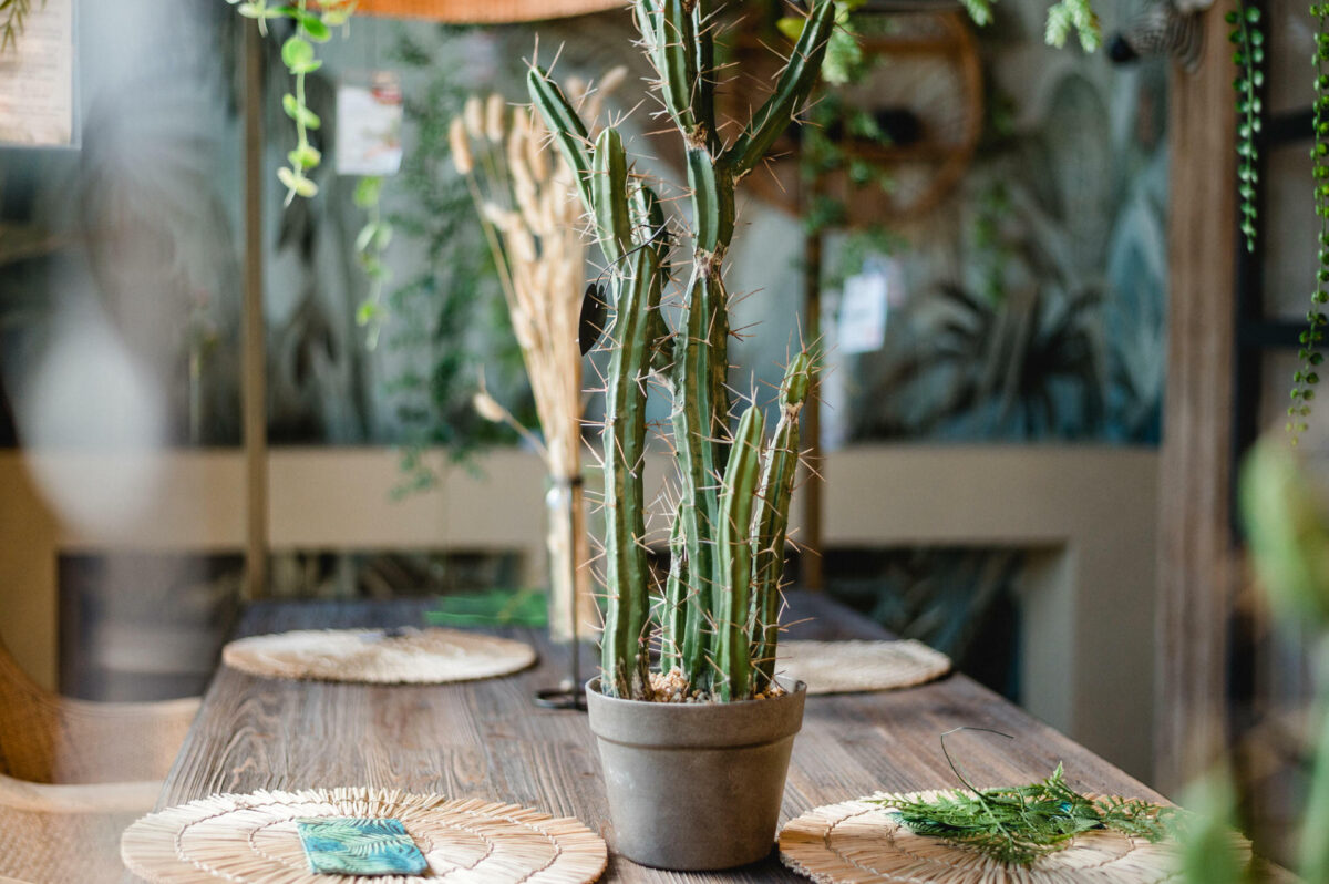 Christian Lorenz Fotograf Ein getöpferter Kaktus steht auf einem hölzernen Esstisch mit gewebten Tischsets und grünen Servietten, umgeben von üppigem Grün in einem gemütlichen, naturnahen Raum. Christian Lorenz Fotograf Ein getöpferter Kaktus steht auf einem hölzernen Esstisch mit gewebten Tischsets und grünen Servietten, umgeben von üppigem Grün in einem gemütlichen, naturnahen Raum.
