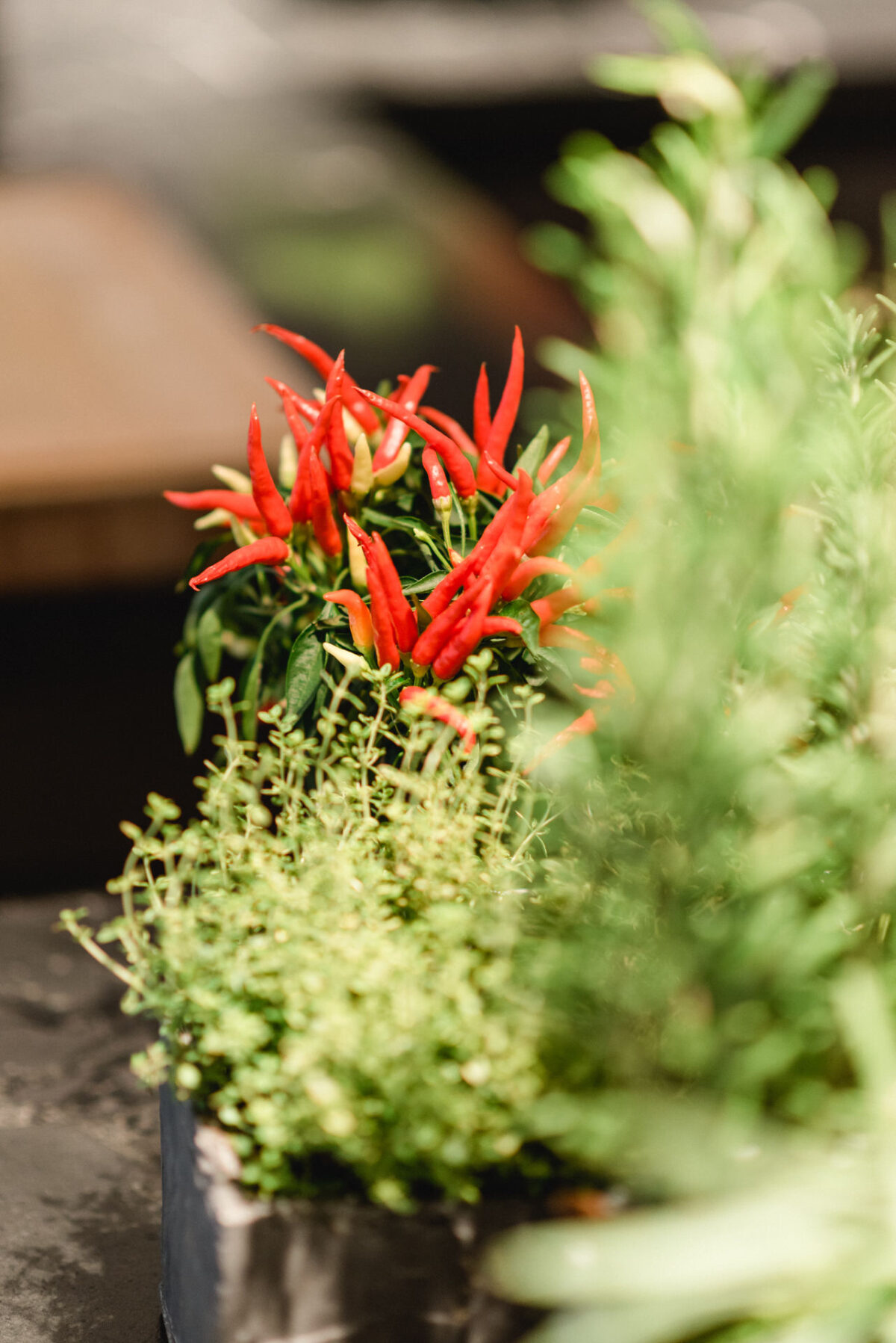 christian-lorenz.net